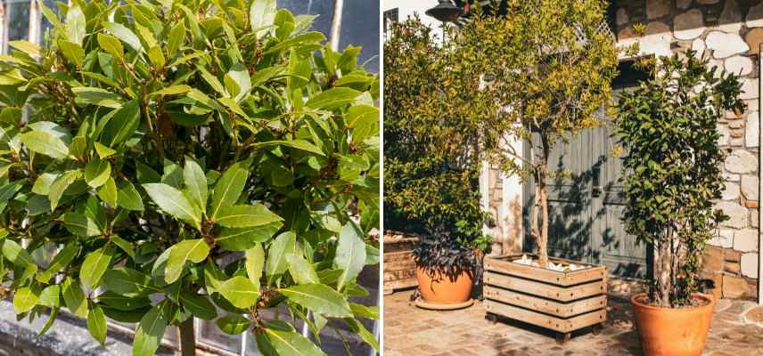 cultiver un laurier sauce