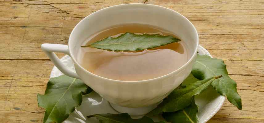tisane de laurier