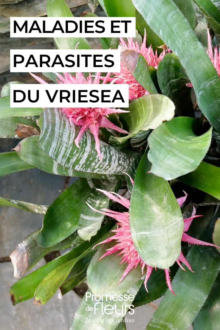 soigner le Vriesea