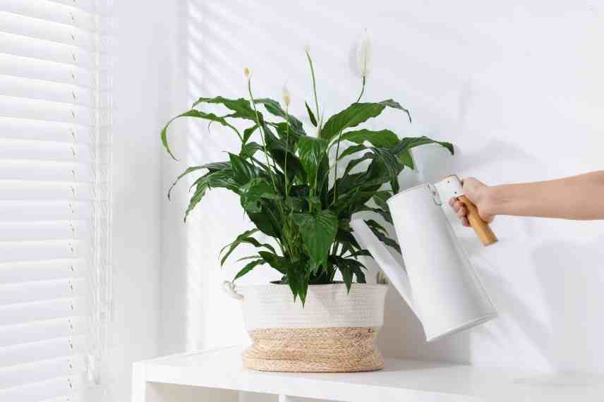 spathiphyllum : son entretien mois après mois