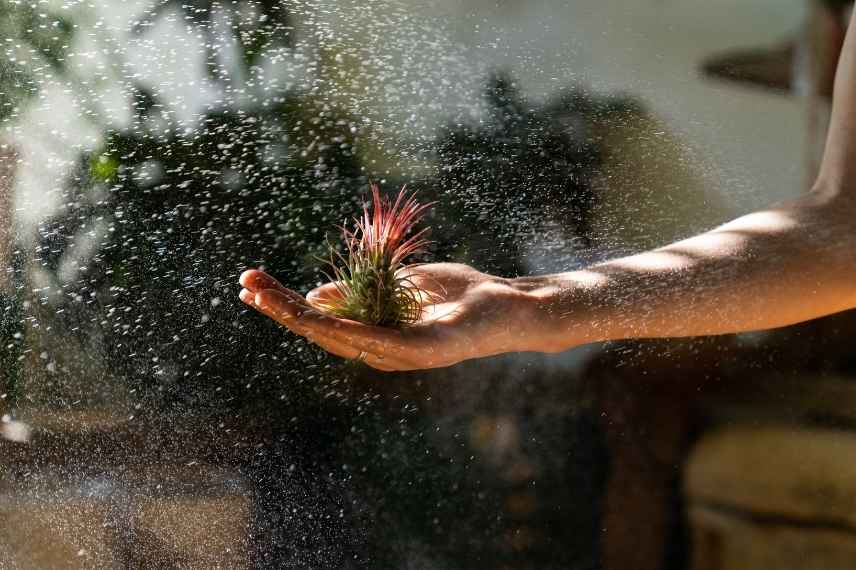 tillandsia maladies et ravageurs