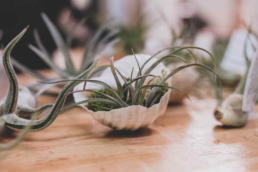 entretien tillandsia par saison 
