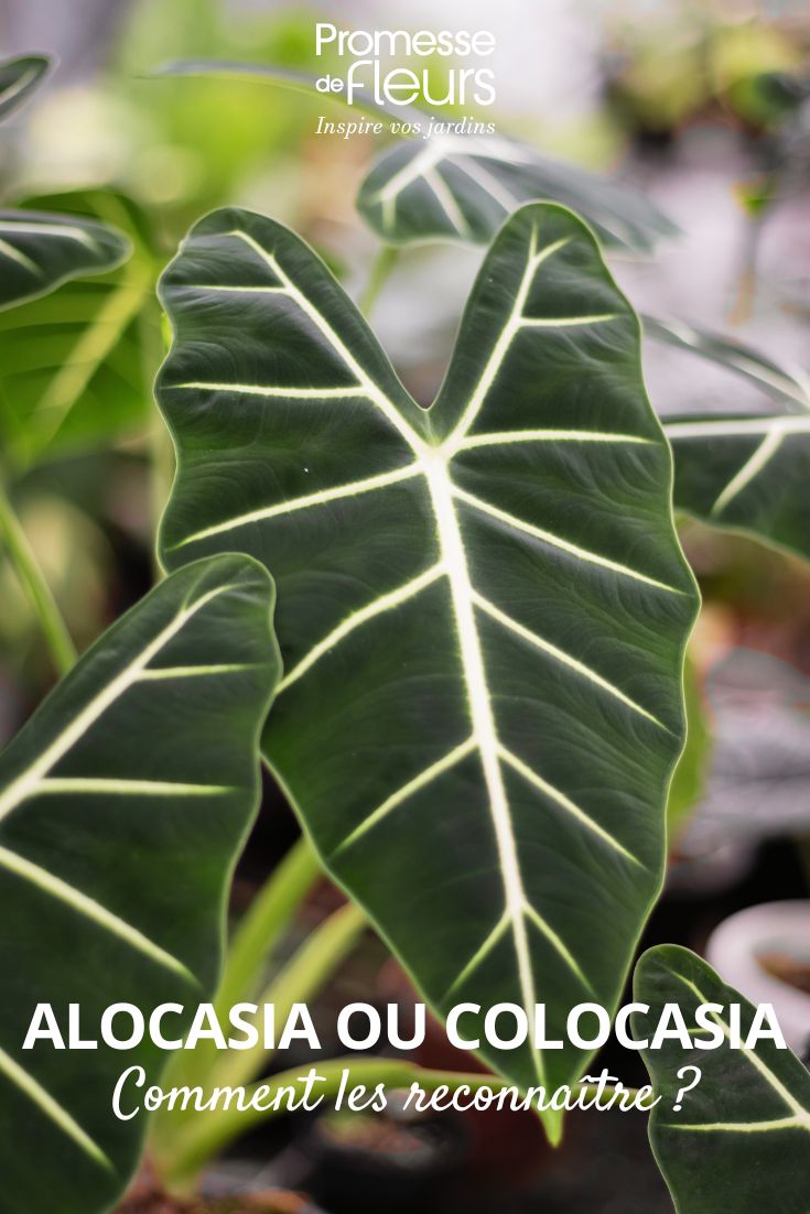 Alocasia Micholitziana Frydek, differences Alocasia Colocasia