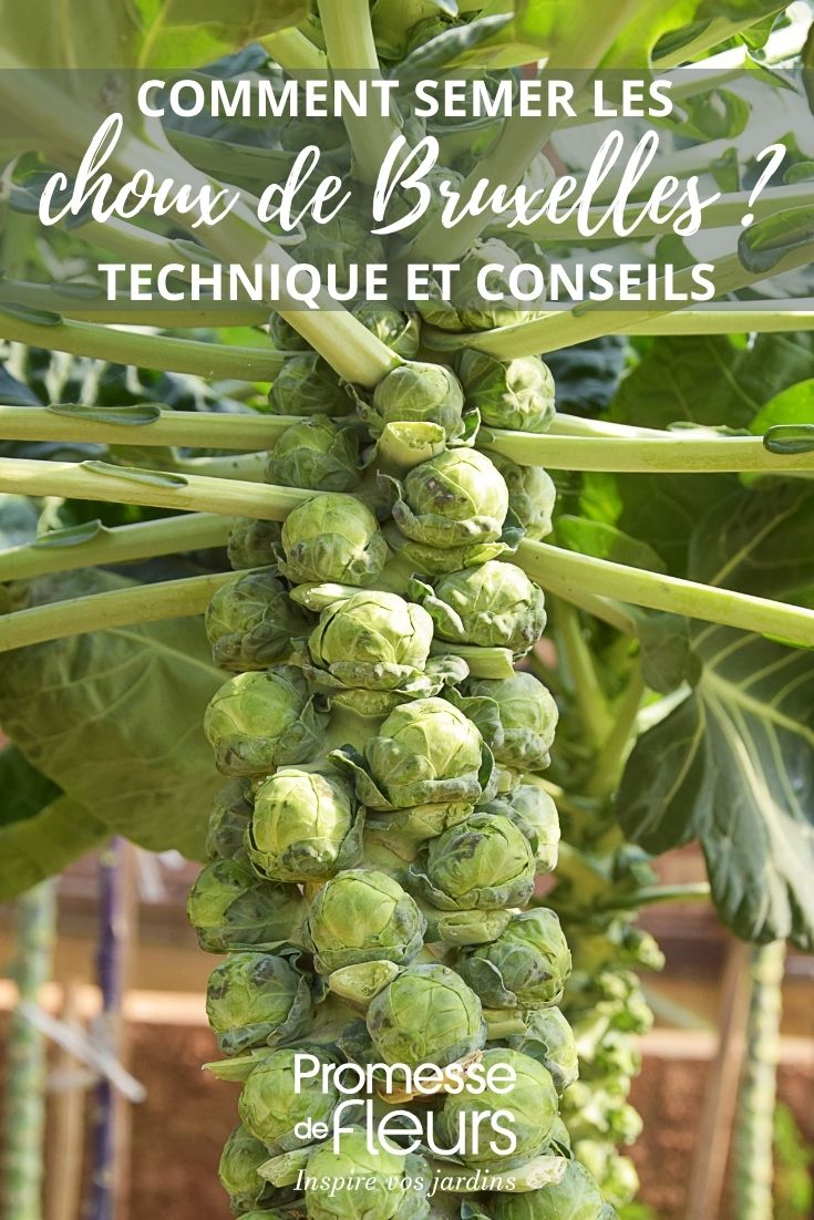 tige de choux de bruxelles