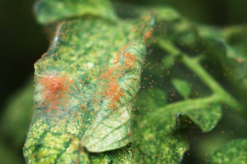 Parasites des fougeres d'interieur : araignees rouges
