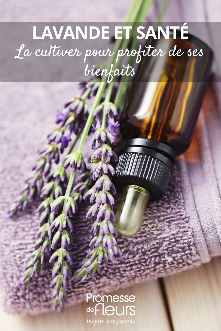 la lavande bienfaits et culture