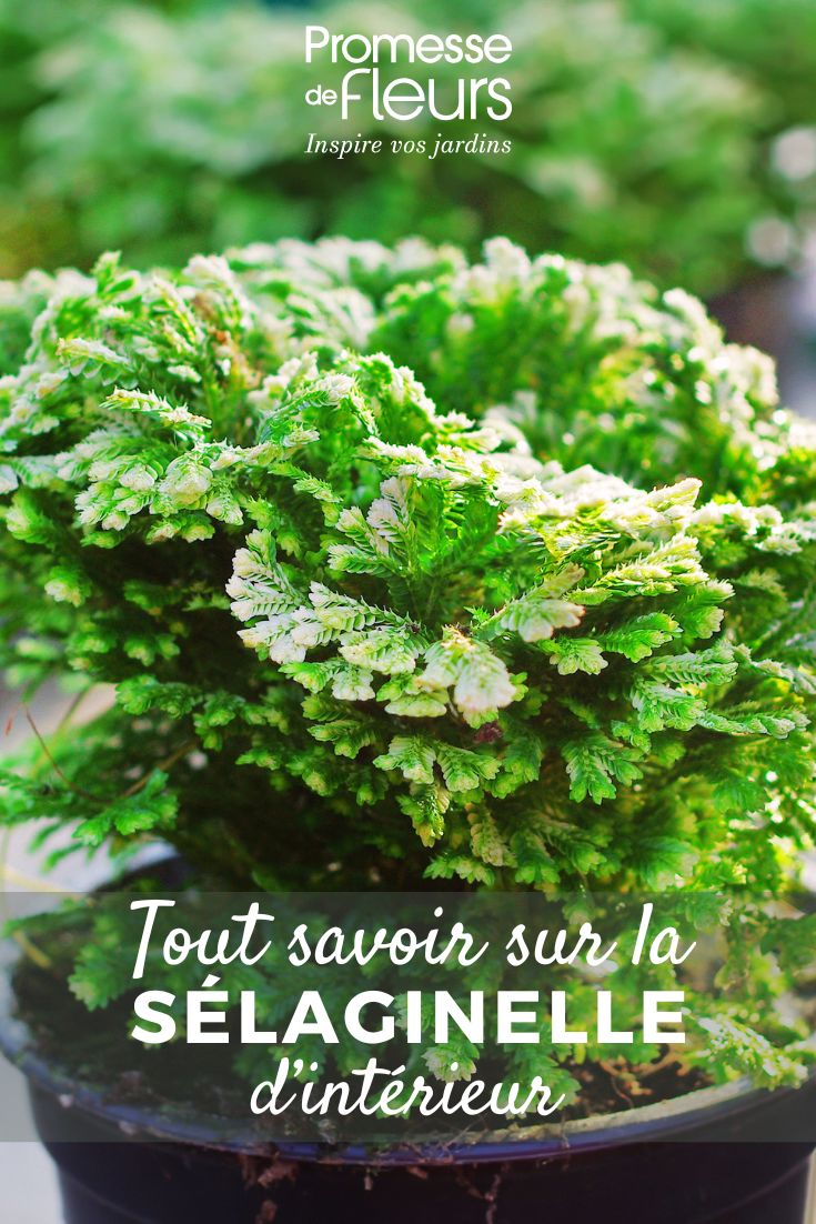 feuillage de la Selaginella