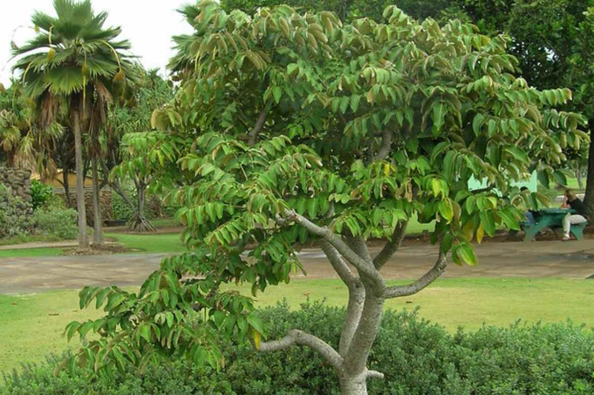 P racemosa