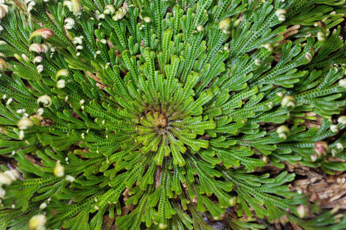 Sélaginelle, Rose de Jericho, plante reviviscente