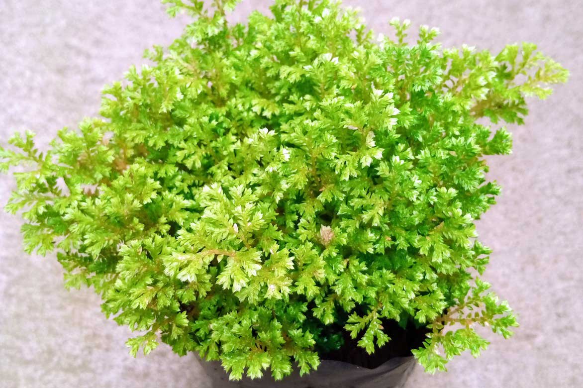 Sélaginelle en pot