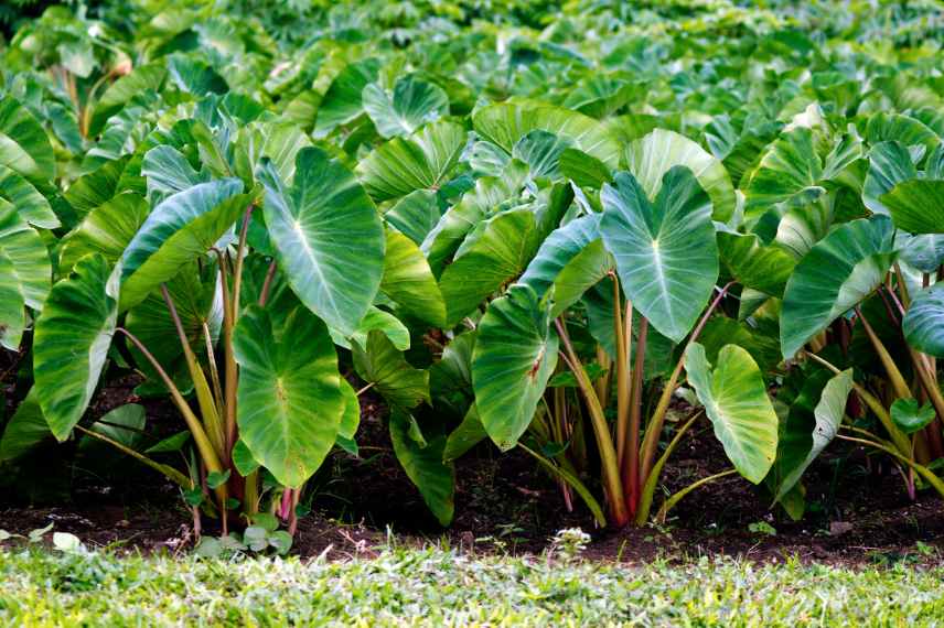 colocasia champ