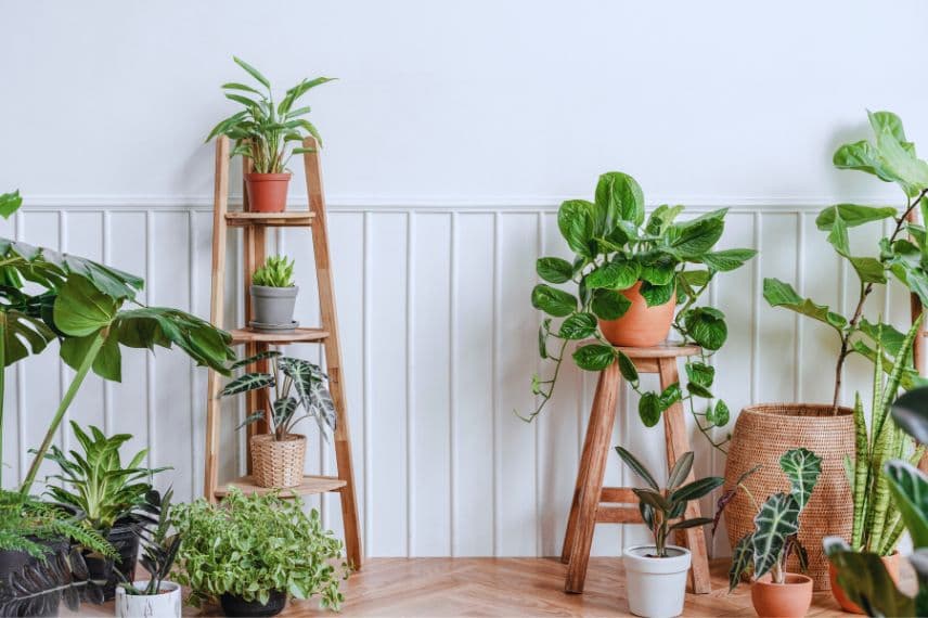 Des plantes vertes en intérieur