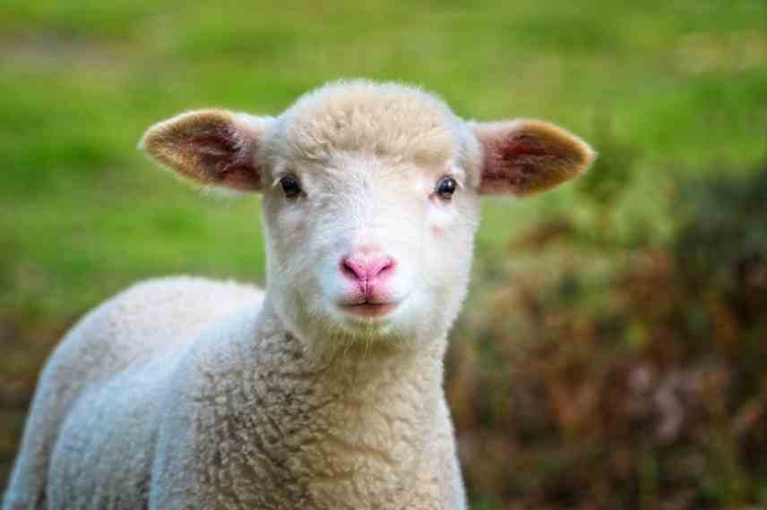 moutons dans un jardin : ce qu'il faut respecter