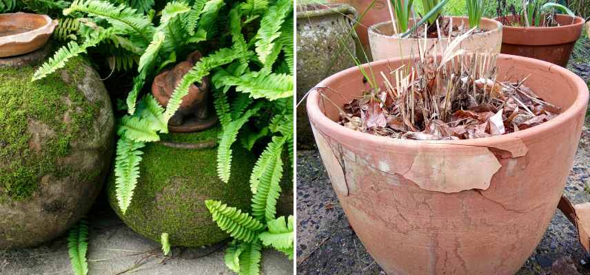 entretien des pots terrasse