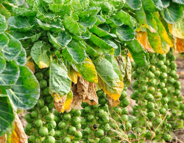 Comment semer les choux de Bruxelles ?