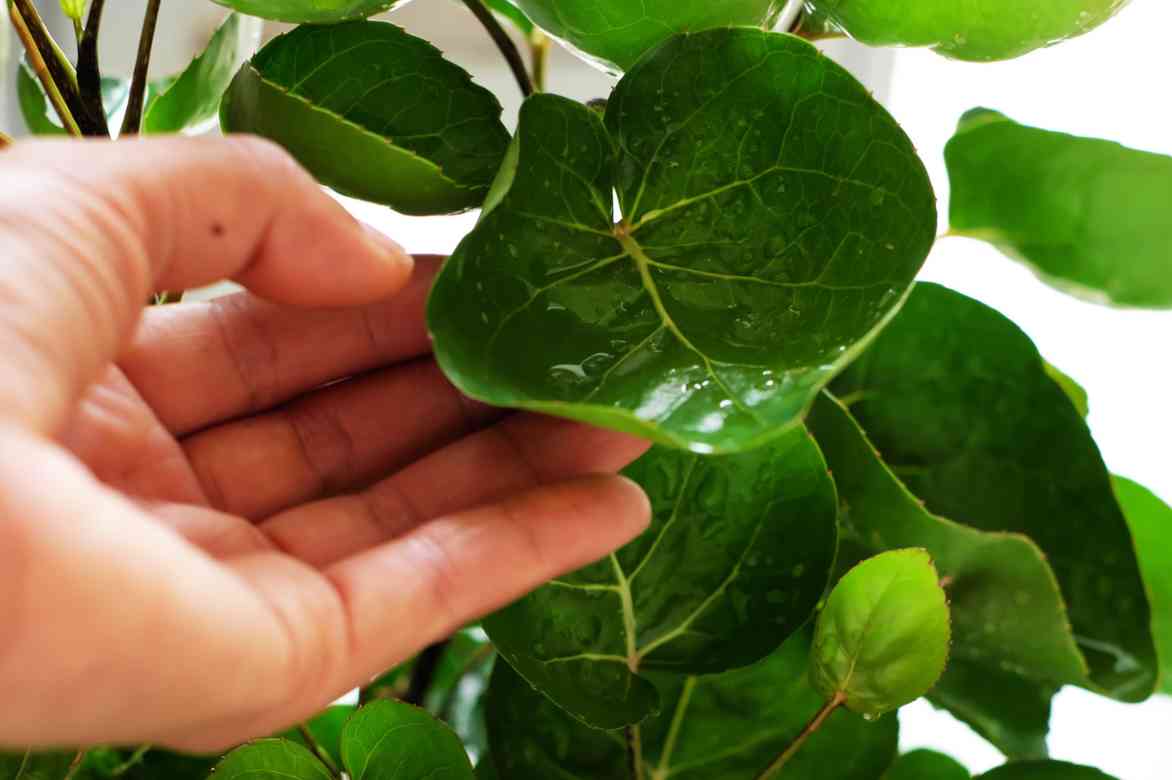 arrosage Polyscias