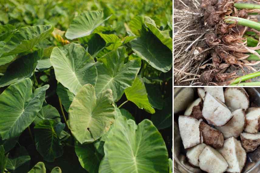 taro en cuisine