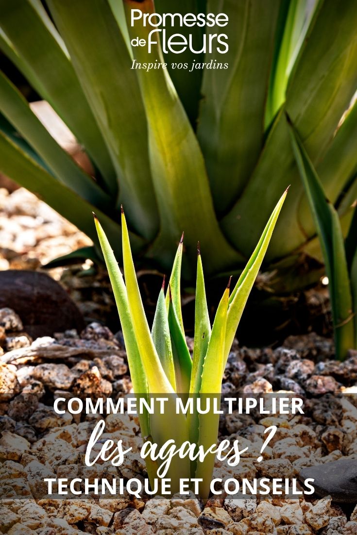 jeune agave