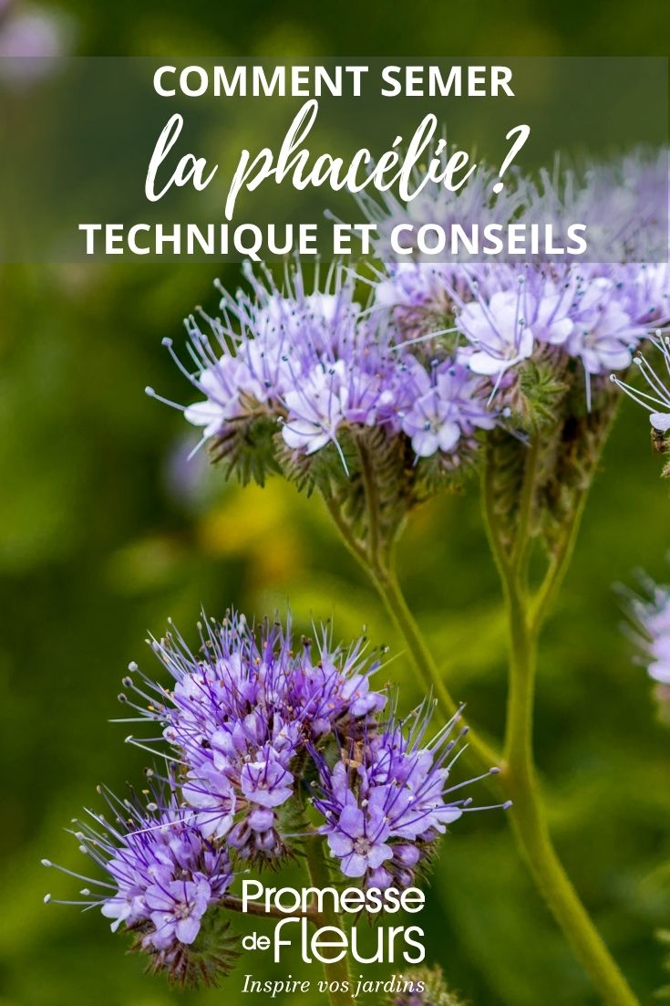 fleurs de phacélie
