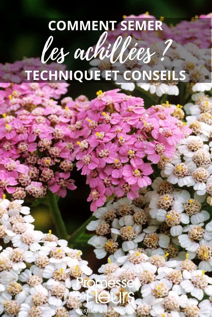 fleurs d'achillée
