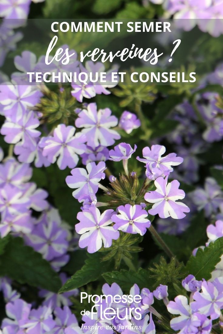 fleurs de verveine