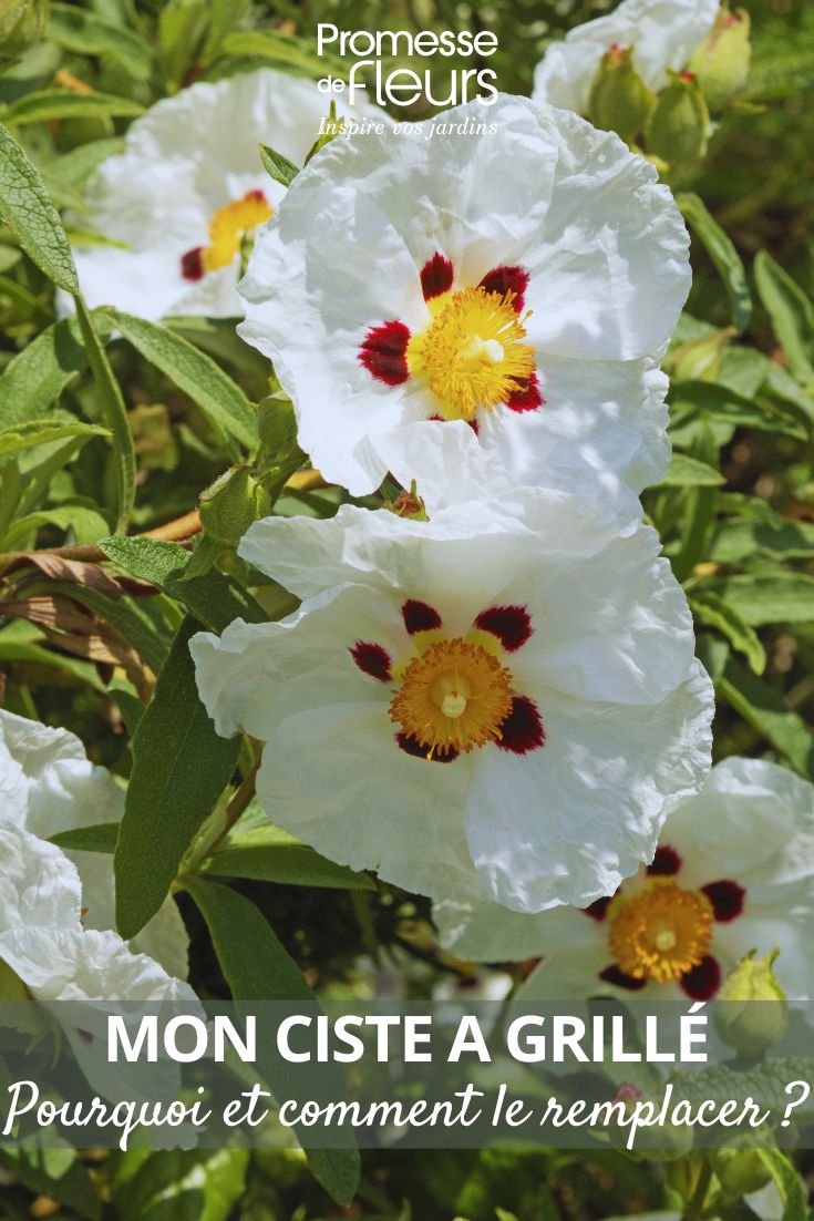 fleurs de ciste