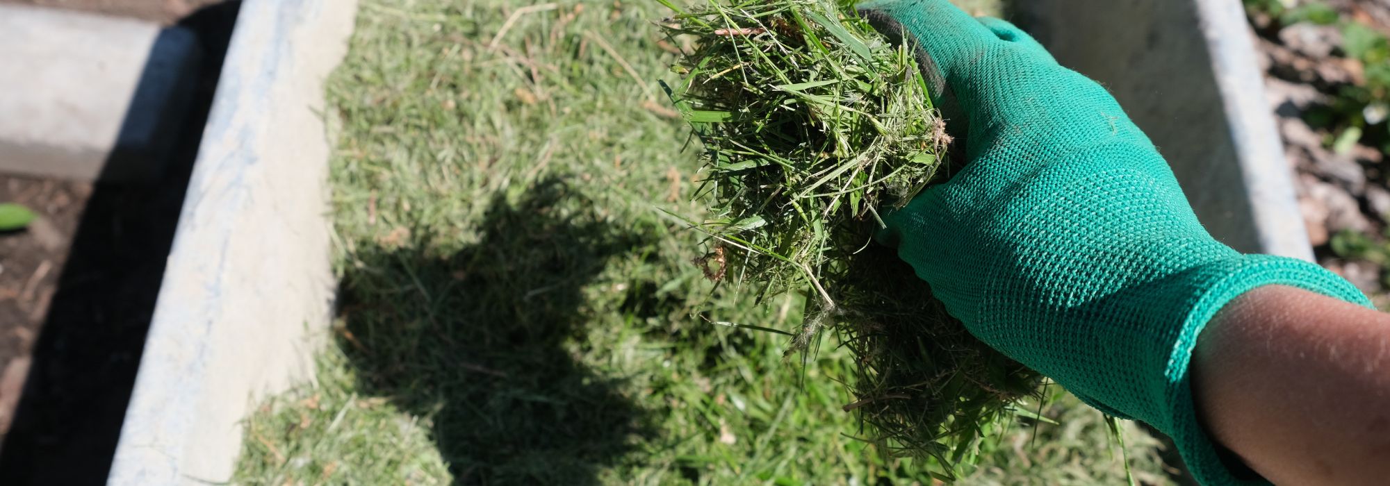 Utiliser les tontes de pelouse comme paillis : avantages et inconvénients
