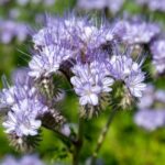 Comment semer la phacélie au jardin efficacement ?