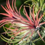 Tillandsia : cultiver et entretenir