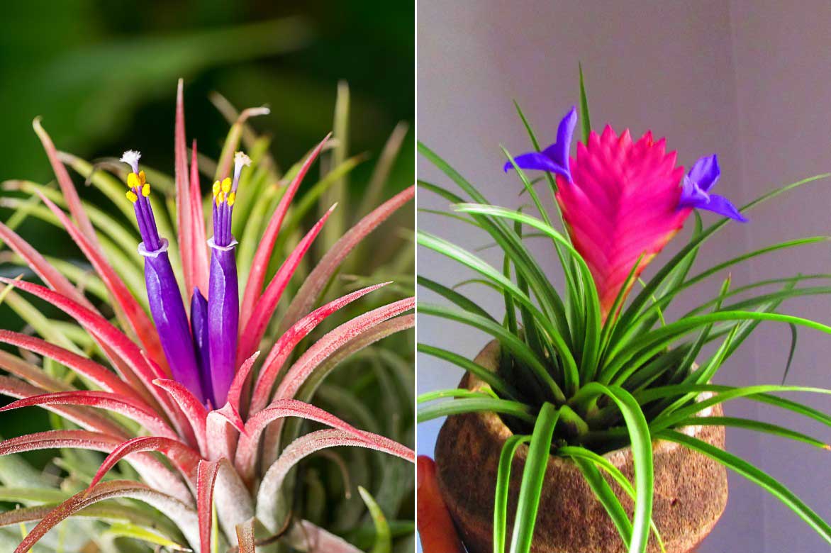 Les fleurs très colorées des Tillandsias