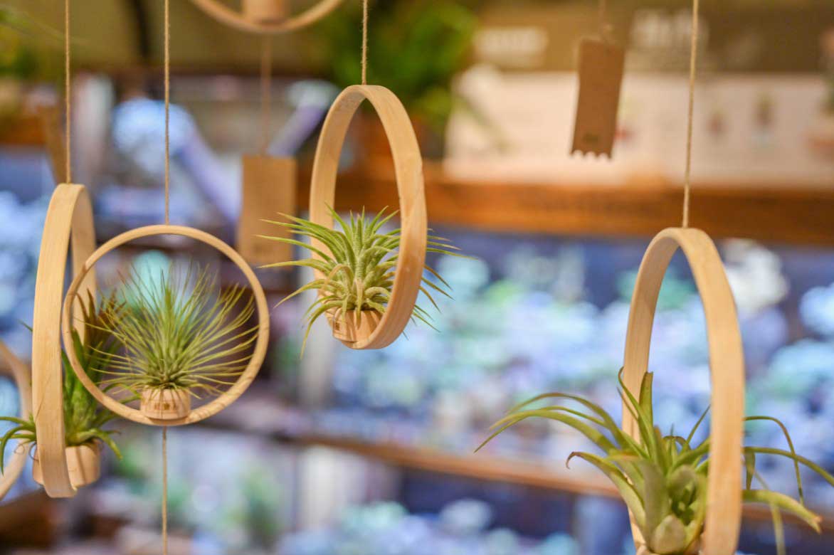 Tillandsias cultivés en suspension