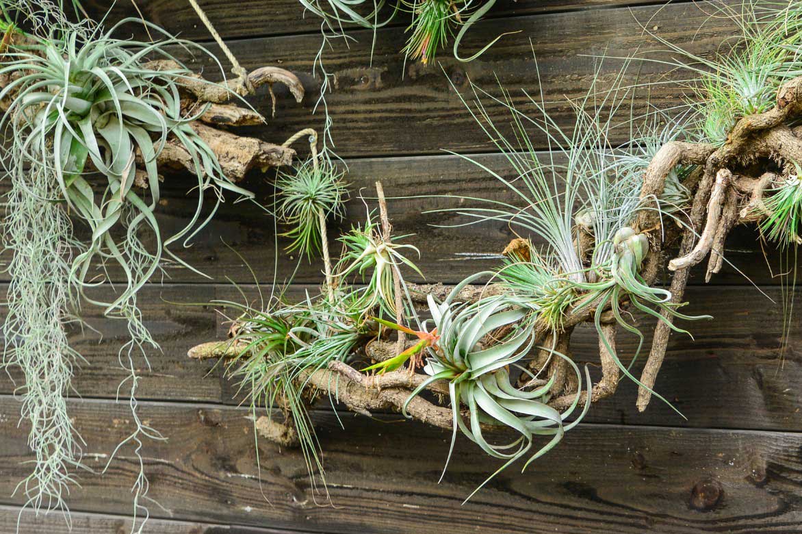 Tillandsias ou Filles de l'air installés sur des branches