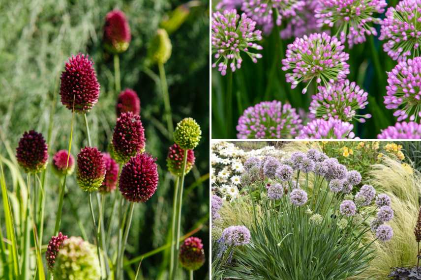 Plantes a bulbes rustique floraison ete