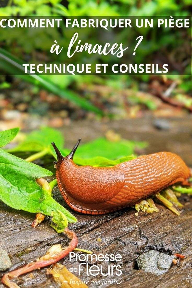 limace du jardin