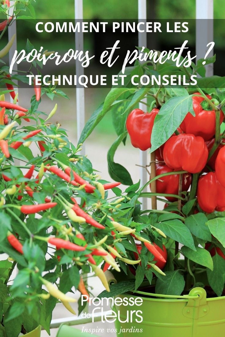 piment et poivron