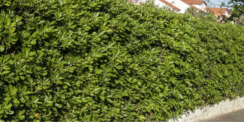 Pittospore du Japon cultivé en haie