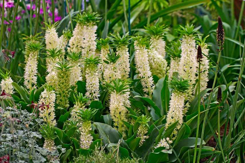 Plantes a bulbes rustique floraison ete