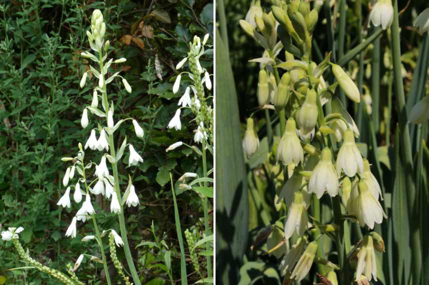 Plantes a bulbes rustique pour ete