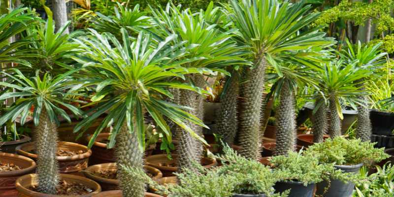 semis pachypodium tutoriel