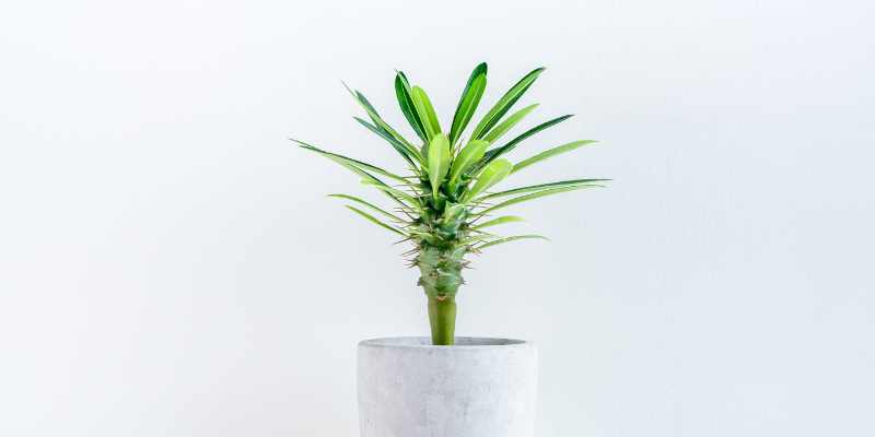 pachypodium multiplication comment faire