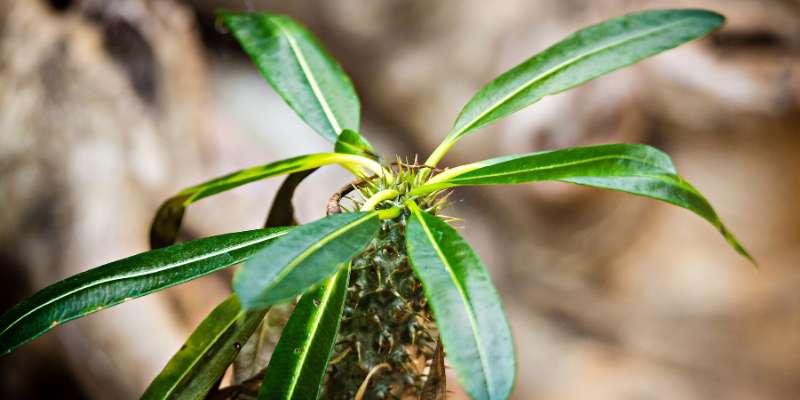 pachypodium lamerei multiplier