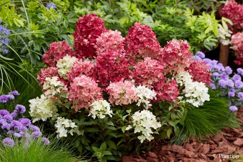 Hortensia paniculé Groundbreaker Ruby, plante primée au Chelsea Flower Show 2026