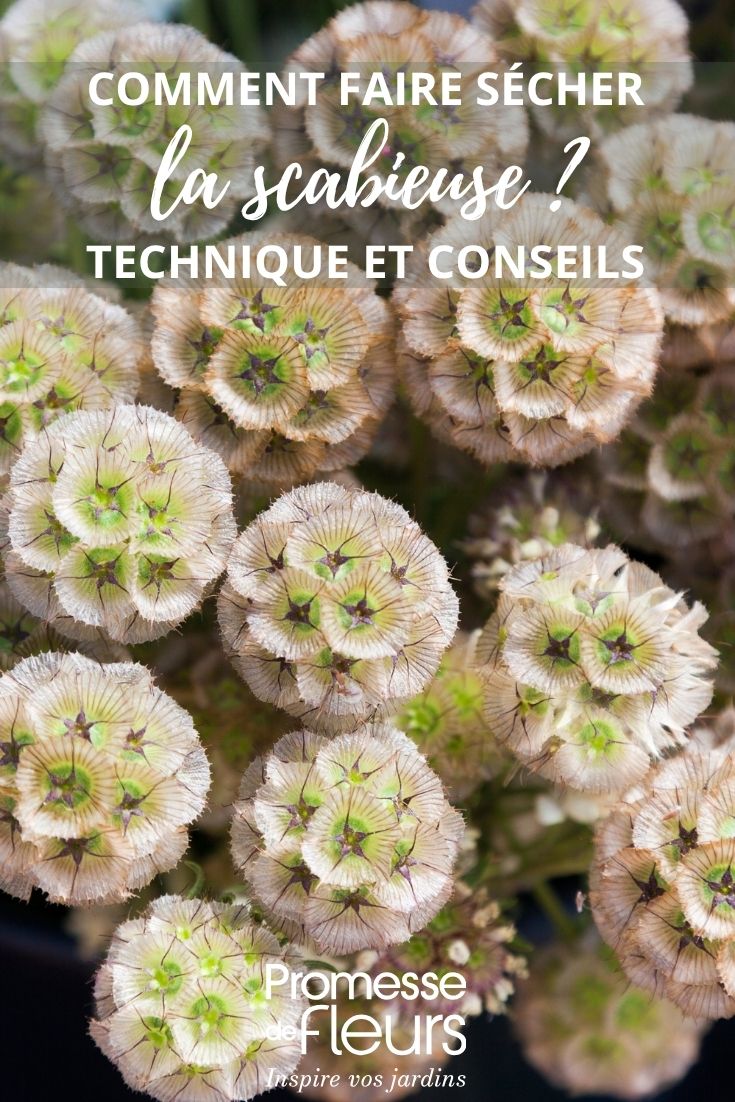 fleurs de scabieuses séchées