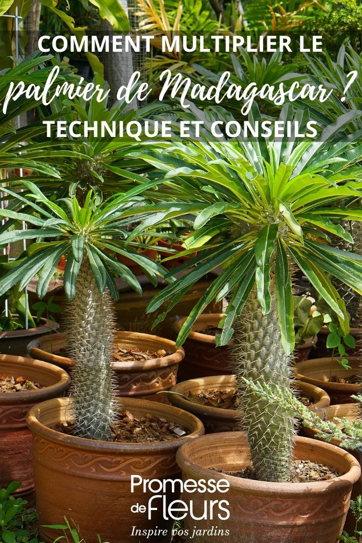 Pachypodium