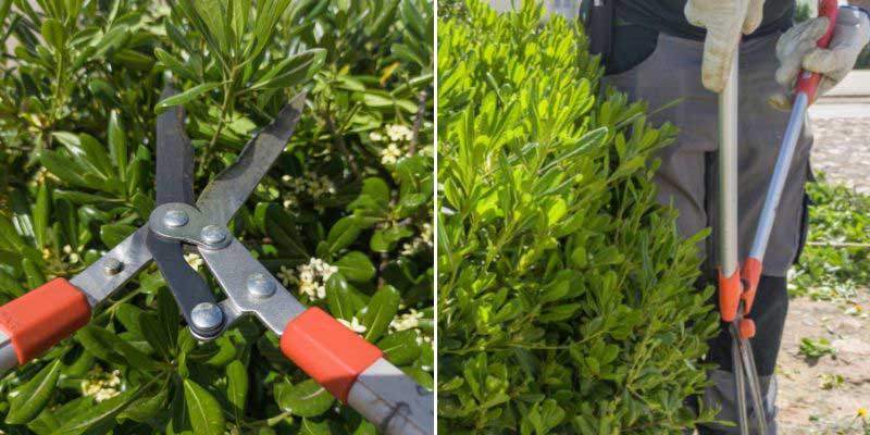 La taille d'une haie de Pittosporum