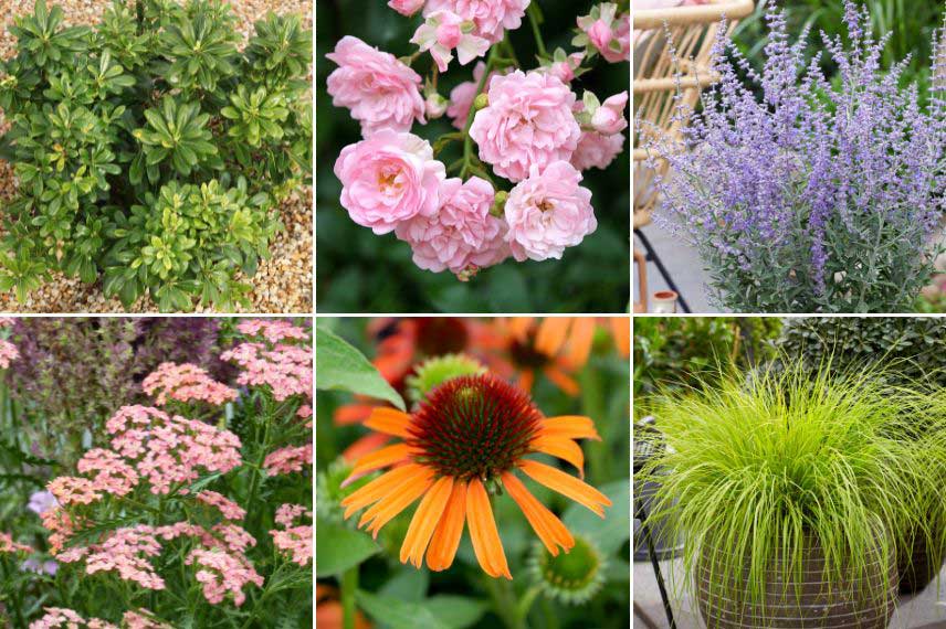 Quelles plantes pour un jardin ambiance Chill soft