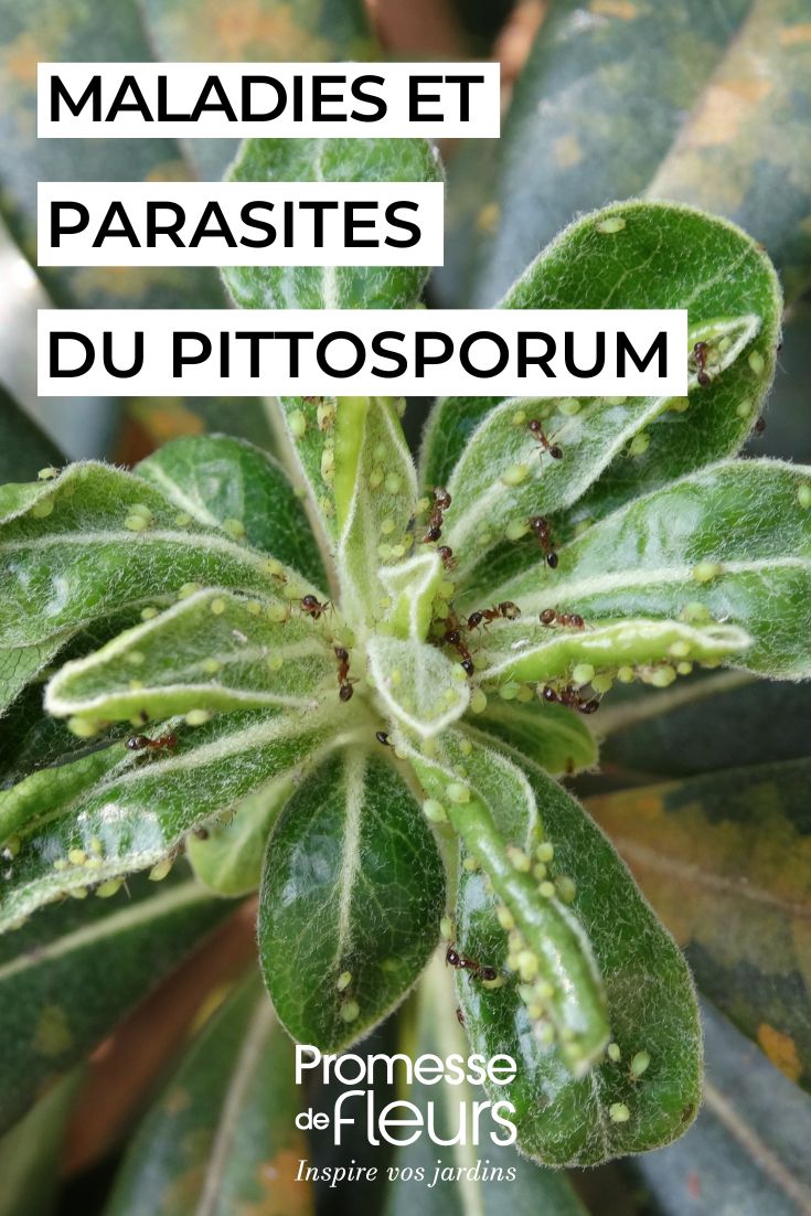 Pittosporum attaqué par des pucerons et fourmis