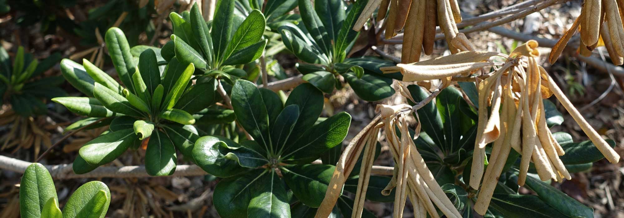 Les maladies et parasites du Pittosporum