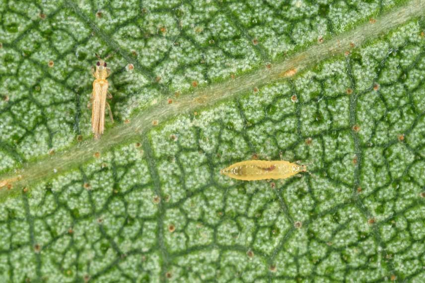 Les maladies et parasites du Pittosporum : thrips