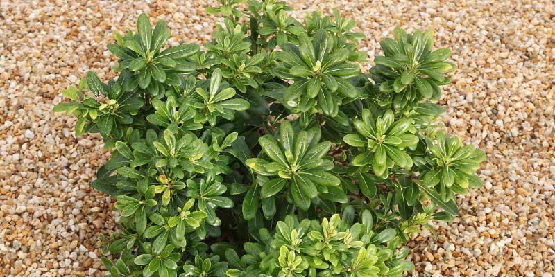 Un jeune plant de Pittospore du Japon, Pittosporum tobira